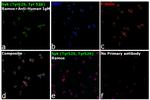 Phospho-Syk (Tyr525, Tyr526) Antibody in Immunocytochemistry (ICC/IF)