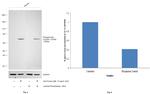 Phospho-Syk (Tyr525, Tyr526) Antibody