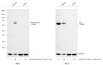 Phospho-Syk (Tyr525, Tyr526) Antibody in Western Blot (WB)