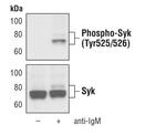 Phospho-Syk (Tyr525, Tyr526) Antibody in Western Blot (WB)