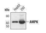 AMPK alpha-1 Antibody in Western Blot (WB)