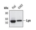 Lyn Antibody in Western Blot (WB)