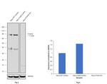 FOXO3A Antibody in Western Blot (WB)