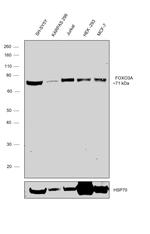 FOXO3A Antibody in Western Blot (WB)