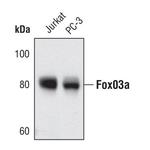 FOXO3A Antibody in Western Blot (WB)