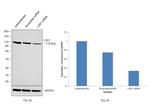 LSD1 Antibody in Western Blot (WB)