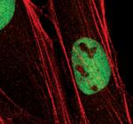 LSD1 Antibody in Immunocytochemistry (ICC/IF)