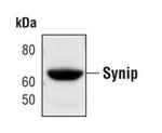 Synip Antibody in Western Blot (WB)