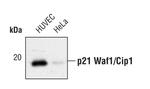 p21 Antibody in Western Blot (WB)