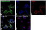 p38 MAPK beta Antibody in Immunocytochemistry (ICC/IF)