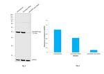 p38 MAPK beta Antibody in Western Blot (WB)