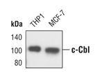 c-Cbl Antibody in Western Blot (WB)