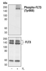 Phospho-FLT3 (Tyr969) Antibody in Western Blot (WB)