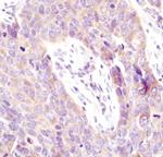 eIF4G Antibody in Immunohistochemistry (Paraffin) (IHC (P))