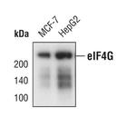 eIF4G Antibody in Western Blot (WB)