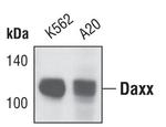 DAXX Antibody in Western Blot (WB)