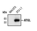 ATGL Antibody in Western Blot (WB)