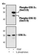 Phospho-GSK3 alpha/beta (Ser21, Ser9) Antibody in Western Blot (WB)