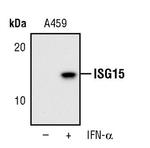 ISG15 Antibody in Western Blot (WB)