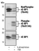 Nonphospho-4EBP1 (Thr46) Antibody in Western Blot (WB)