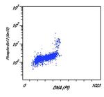 Phospho-Bcl-2 (Ser70) Antibody in Flow Cytometry (Flow)