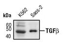 TGF beta-1 Antibody in Western Blot (WB)