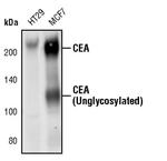 CEA Antibody in Western Blot (WB)