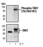 Phospho-TAK1 (Thr184, Thr187) Antibody in Western Blot (WB)