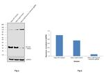 Survivin Antibody in Western Blot (WB)