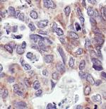 COX4 Antibody in Immunohistochemistry (Paraffin) (IHC (P))