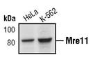 MRE11 Antibody in Western Blot (WB)