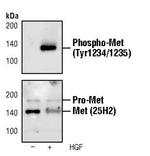 Phospho-c-Met (Tyr1234, Tyr1235) Antibody in Western Blot (WB)