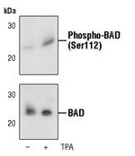 Phospho-BAD (Ser112) Antibody in Western Blot (WB)