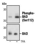 Phospho-BAD (Ser112) Antibody in Western Blot (WB)