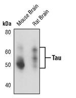 Tau Antibody in Western Blot (WB)