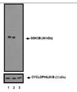 GSK3B Antibody