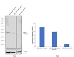 c-Jun Antibody in Western Blot (WB)