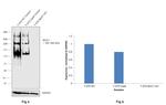 MUC1 Antibody in Western Blot (WB)