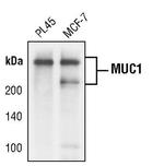 MUC1 Antibody in Western Blot (WB)