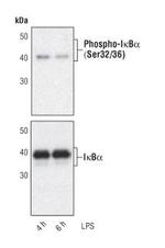 IkB alpha Antibody in Western Blot (WB)