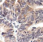 Phospho-EIF2S1 (Ser52) Antibody in Immunohistochemistry (Paraffin) (IHC (P))