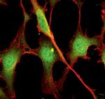 ERK1/ERK2 Antibody in Immunocytochemistry (ICC/IF)