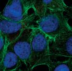 Phospho-S6 (Ser235, Ser236) Antibody in Immunocytochemistry (ICC/IF)