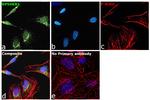 p70 S6 Kinase Antibody in Immunocytochemistry (ICC/IF)