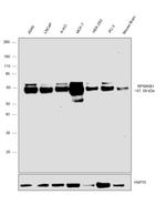 p70 S6 Kinase Antibody in Western Blot (WB)