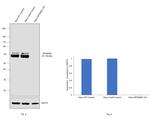 p70 S6 Kinase Antibody in Western Blot (WB)