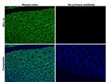 Bcl-xL Antibody in Immunohistochemistry (Paraffin) (IHC (P))