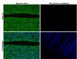 Bcl-xL Antibody in Immunohistochemistry (Paraffin) (IHC (P))