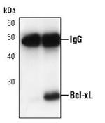 Bcl-xL Antibody in Immunoprecipitation (IP)