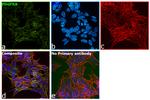 PDGFRB Antibody in Immunocytochemistry (ICC/IF)